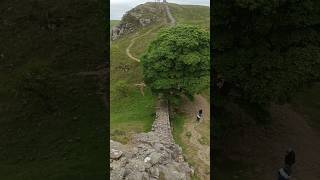 Sycamore gap tree Hadrians Wall [upl. by Ahsenac59]