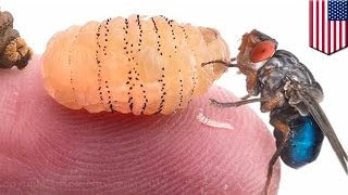 Gruesome video shows Botfly maggots emerge from Harvard researcher’s skin [upl. by Norek]