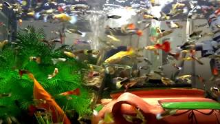 The best way to feed million guppy Guppiesfish in aquarium FISHtank [upl. by Id660]