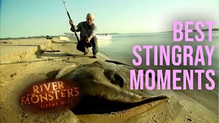 Best Of Stingrays  COMPILATION  River Monsters [upl. by Roseline213]