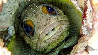 Giant Jawfish [upl. by Gabriell]