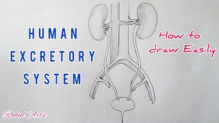 How to draw Human Excretory System step by step for beginners [upl. by Zoba]