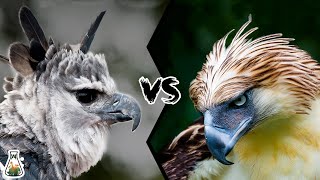 HARPY EAGLE VS PHILIPPINE EAGLE  Who is the king of the eagles [upl. by Yenaj]