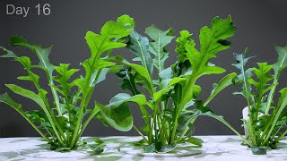 Growing Arugula from Seed 🌱 Time Lapse  20 Days in 1 minute [upl. by Lambrecht771]