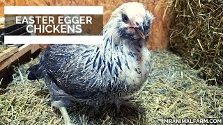 Easter Eggers Chickens [upl. by Irah]