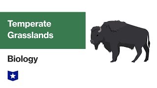 Temperate Grassland Biome  Biology [upl. by Akers]