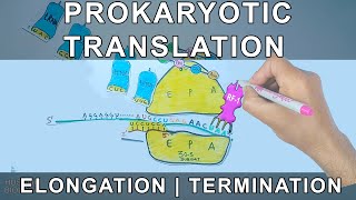 Prokaryotic Translation  Elongation and Termination [upl. by Einahpats]