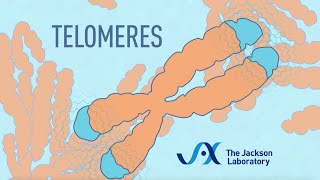 What are telomeres  Telomere animation [upl. by Nibor]