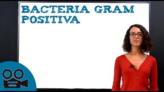 Bacteria Gram Positiva [upl. by Waneta530]