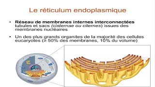 Le réticulum endoplasmique [upl. by Venn]