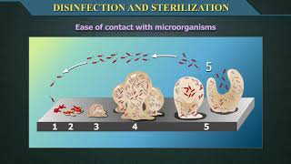 Disinfection and Sterilization [upl. by Gschu]