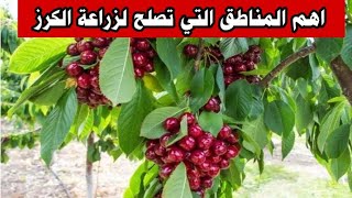 لهاذا السبب ممنوع 🚫 من زراعة شجرة 🌳 الكرز [upl. by Winnick37]