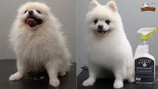 Pomerania Corte a tijera  peluquería canina [upl. by Ennayk]