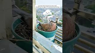 A woman supported a mother turtle dove in raising her chicks [upl. by Atnicaj276]