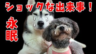 立ち直れない！ショックな出来事！ハスキー犬と保護犬トイプードル [upl. by Eiramannod]