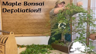 Japanese Maple Defoliation  Greenwood Bonsai [upl. by Ardnossak860]