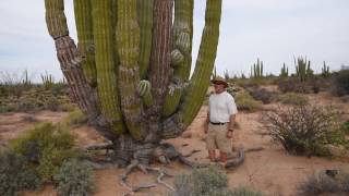 Cardon the worlds largest cactus [upl. by Awe]