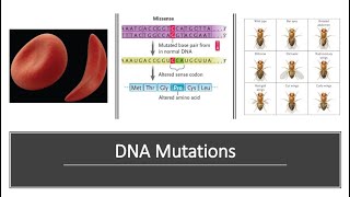 DNA Mutations [upl. by Ogaitnas]