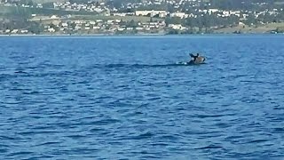 Mysterious creature in Okanagan Lake What is it exactly [upl. by Griggs81]