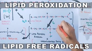 Mechanism of Lipid Peroxidation [upl. by Nailil]