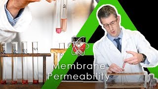 Membrane Permeability Beetroot  BIology Alevel Practical [upl. by Gustafson]