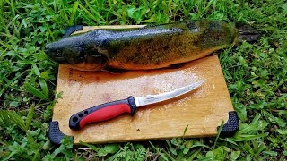 Catch And Cook Bowfin Mudfish Dogfish EXTREMELY SUPRISING OUTCOME [upl. by Aruol]