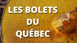 Identifier les bolets du Québec [upl. by Codd758]