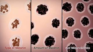 How We Get Our Skin Color  HHMI BioInteractive Video [upl. by Connors]