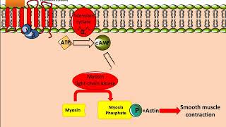 Salbutamol Ventolin Mechanism of Action [upl. by Irolam178]