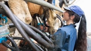 Milking time halved in new rotary milking parlour [upl. by Ylaek]