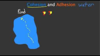 Cohesion and Adhesion [upl. by Baten148]