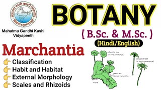 Marchantia  Morphology Of Marchantia  BSc 1st year BotanyMarchantia Thallus Marchantia in Hindi [upl. by Eveivaneg]