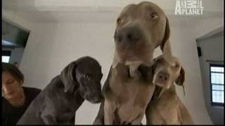 Dogs 101  Weimaraners [upl. by Kerman]