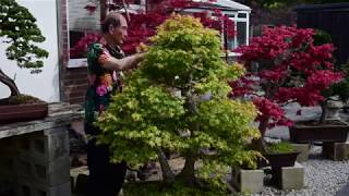 Maple Bonsai Pruning [upl. by Waterman]