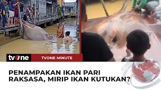 GEGER Warga Kalimantan Tangkap Ikan Pari Raksasa  tvOne Minute [upl. by Marquita]