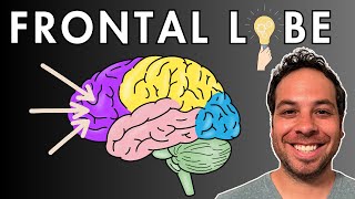 The Frontal Lobe  Location and Function [upl. by Chery]