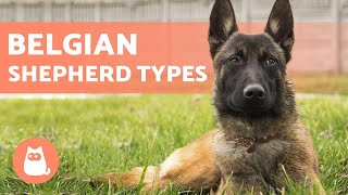 TYPES OF BELGIAN SHEPHERD  Names and Information [upl. by Sema178]