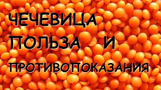 Чечевица Польза и вред [upl. by Clyve]