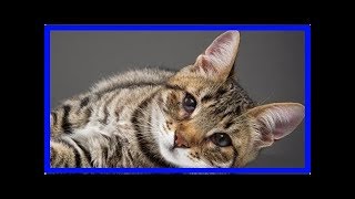 Third eyelid showing in cats  causes and treatment [upl. by Asenav751]