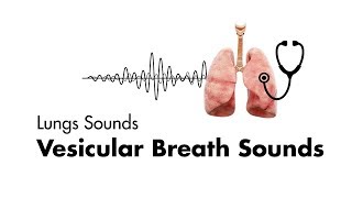 Percussion of the Chest Stanford Medicine 25 [upl. by Nnairb]