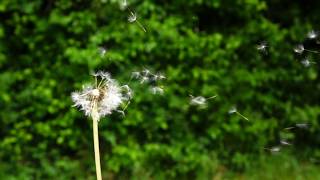 Dandelions in the Wind Slow Motion [upl. by Oloapnaig]