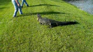 Catching the Great Westchase Alligator pt 1 [upl. by Ykroc]