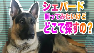 シェパードを飼ってみたいけどどうやって探せばイイのか？ [upl. by Wareing]