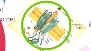 Fibrosis quistica Fisiopatología diagnóstico y tratamiento [upl. by Arias]