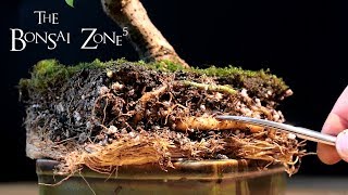 Bougainvillea Bonsai Part 1 The Bonsai Zone Jan 2018 [upl. by Longawa]