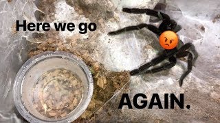 WATERING my TARANTULAS quotPart 4quot [upl. by Georgi132]