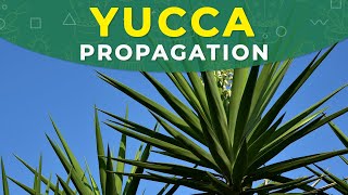 YUCCA PROPAGATION FROM CUTTINGS  ROOTING PROCESS PLANT REPOTTING [upl. by Assina458]