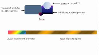 Gene activation by the plant hormone Auxin [upl. by Keavy]