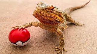 BEARDED DRAGON  A Cute And Funny Bearded Dragon Videos Compilation  PET VIDEOS [upl. by Corin]