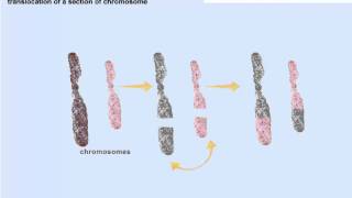 Chromosomal mutations [upl. by Naud]